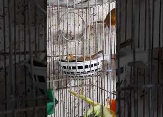 طيور كنار كرزي والعصفورة طابه البيض وحنونة Canary Birds Are Cherry In Color Sparrows Are Egg Based