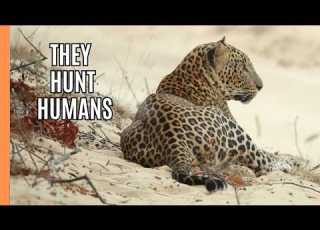  Man Eaters When Leopards Hunt Humans Full Documentary