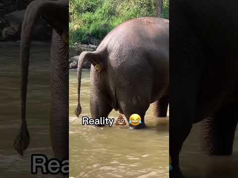 Thailand Vs Reality Shorts Travel Thailand Thai Elephant Poop Funny Travelthailand