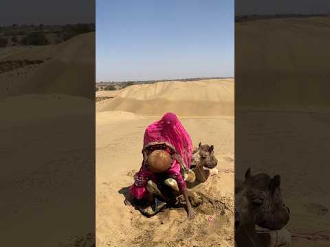 لحظة مرعبة الفتاة تحاول إنقاذ الجمل لكن حركته المفاجئة تصدمها