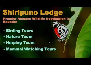 Adult Pipa Pipa In The Yasuni