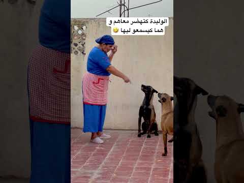 ماتنساش قلب و متابعة Explore Dog تيكتوك اكسبلور Doglover Animals Love