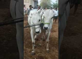 గ రజ లస త ల గ త తద డల Bullsforsale