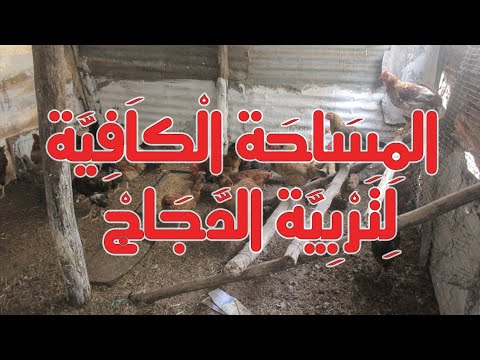 Raising Laying Hens What Is The Required Space For Raising Chickens