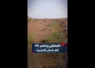  Drought Destroys 45 000 Acres In The Eastern Section Of The Gezira Scheme For The Off Season
