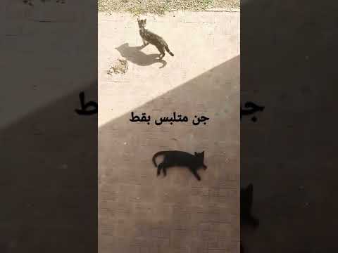 جن متلبس على هيئة قط