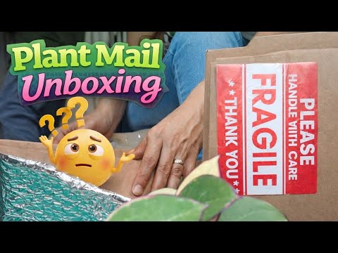 Pflanzenpost Unboxing Was War Geschehen