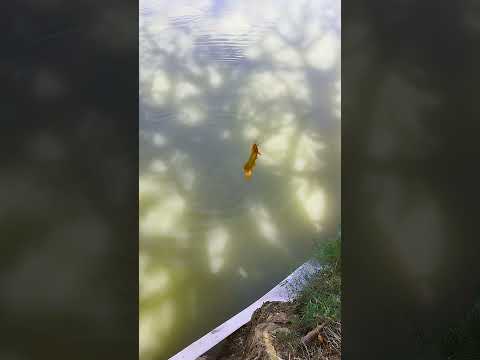 BIG SINGHI FISH CATCHED BY HOOK
