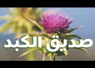  صديق الكبد