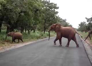  Africa Elephant Attacks Tourist Yankari Game Reserve Nigeria