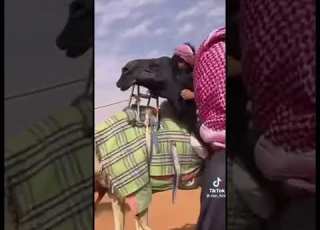 الزايديات ضحيان المسعري الدواسر