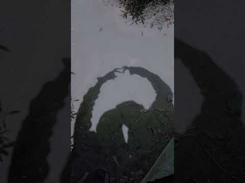 طول ما الدنيا بينا بتلف هنفضل كتف في كتف عصام صاصا