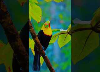  TILAWAT Beautiful Voice By Yasin Naeb سور الرعد Quran Quranrecitation Islamicvideo Shotrs