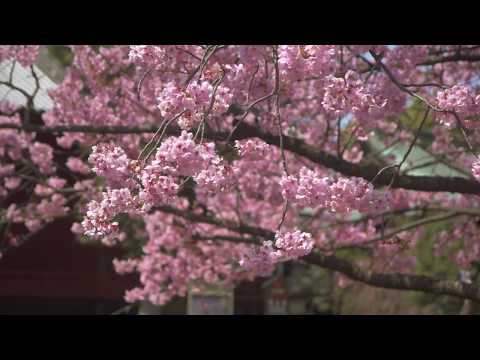 30 Minute Meditation Shakuhachi Kyorei