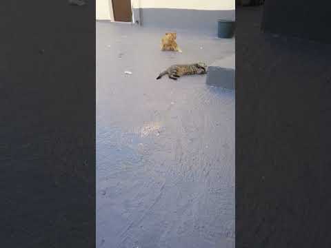 حركة تفعلها القطط مباشرة بعد عملية التزاوج