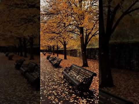 صباح الخير جمال فصل الخريف وتساقط أوراق الشجر ونسمات الهواء الجميله صباح الخير جمال فصل الخريف وتساقط أوراق الشجر ونسمات الهواء الجميله