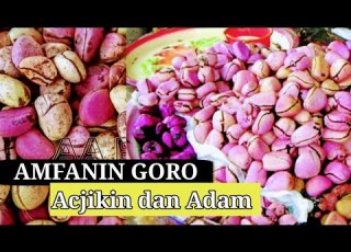 Amfanin Goro A Jikin Dan Adam Important Of Kola Nut In Human Body