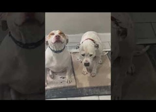  Dogs Feeling Different After Stealing Edible ViralHog