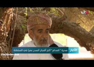  سدرة المدام أكبر أشجار السدر عمرا في السلطنة