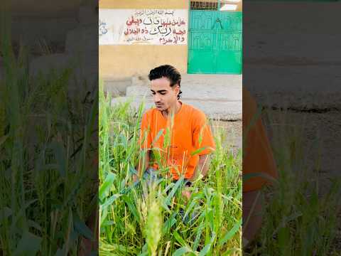 ابويا قالي بعد مواسم الحصاد هتتجوز كمل الفديو لاخر هتموت من الضحك ابويا قالي بعد مواسم الحصاد هتتجوز كمل الفديو لاخر هتموت من الضحك