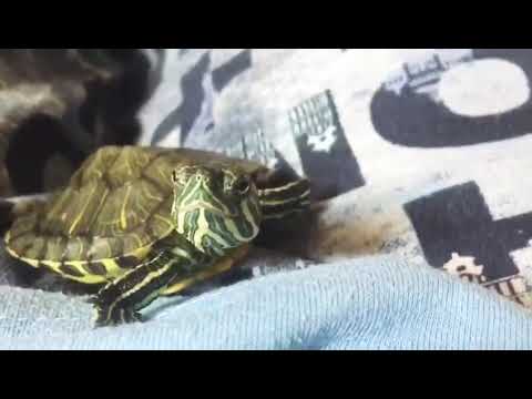 Red Eared Slider Making Sounds
