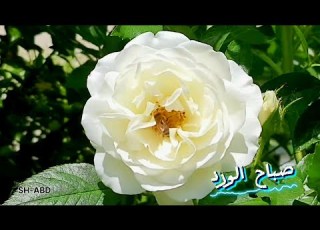 صباح الورد صباحكم معطر برائحة الجوري صباح زاهي بلون الزهور صباح الخير