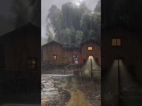 غابات مطر عالمى ينزل كارثه