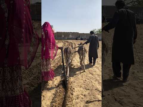 يقوم شقيقان وشقيقتان من سوهرا بعرض عملهم مع ا بمساعدة الحمير