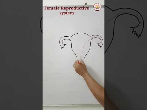 How To Draw Female Reproductive System Uterus Drawing Simple Shorts Youtubeshort