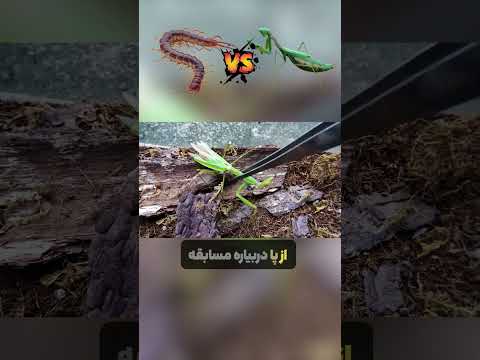 مبارزه مانتیس در برابر حشرات غول آسا