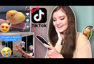 Reacting To Viral Bird Tiktoks
