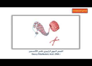  ما هي الصبغيات
