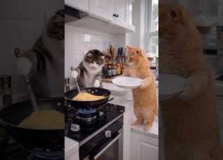  ما تتوقعو يلي شفتو ابلور اشتراك Funny Comedy Cat Memes Pets Cute ترند تصميم تفاعل
