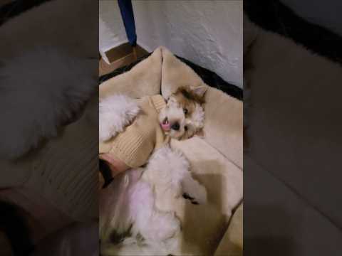 Ja Tam Lubię Głaskać Maykusia Puppy Dog