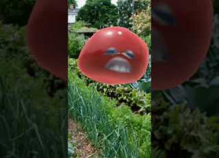 طماطه عراقيه