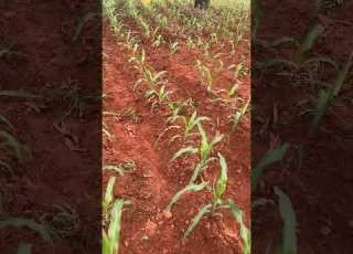 Mashamba Bora Kwa Kilimo Cha Mahindi Mpaka Stage Hii Hayana Mbolea Ruvuma Songea