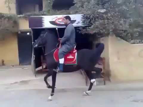 احنا الصعايده اصل ثابت وعروق جد الجد واعره تاريخ من تاريخ مصر