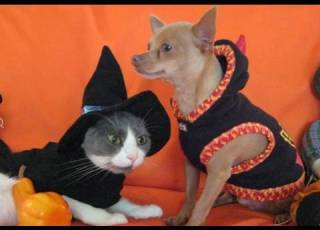 Halloween Cat Witch Devil Dog Chihuahua