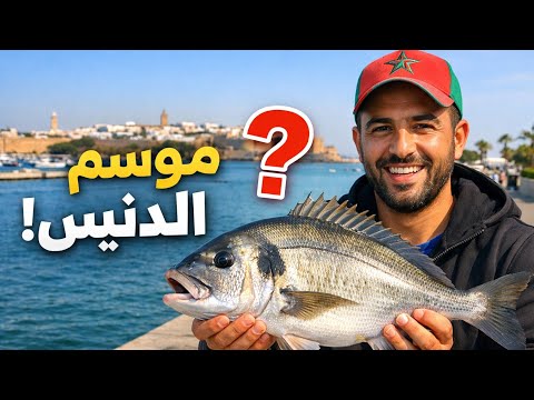 مباشر من مارينا الرباط الآن موسم صيد الدوراد الدنيس واش غادي نشدو الحوت الكبير