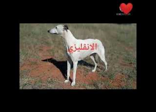 انواع كلاب السلوقي في الجزائر