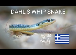  Colorful Dahl S Whip Snake Platyceps Najadum In Greece Very Fast Wild Snake From Europe