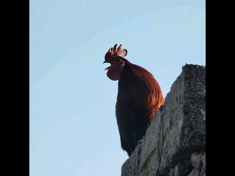 ديك ضخم يصيح بقوهA Huge Rooster Crows