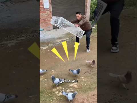 أفضل طريقة لصيد الحمام والدجاج