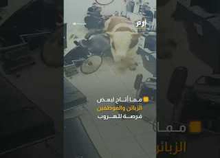 يزن 1 5 طن ثور يقتحم محل حلاقة هربا من الذبح بتركيا