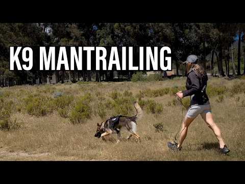 K9 TRACKING AND ANTI TRACKING How To Teach A Dog Mantrailing Skills