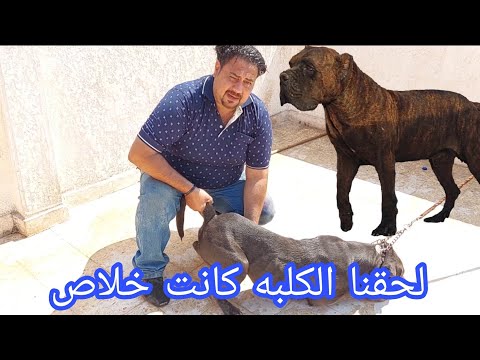 الكلب محدش عارف يقرب منه الكلب حبنى من اول ماشافنى ايه حكايه البليه والكلبه مش عايزه تتجوز