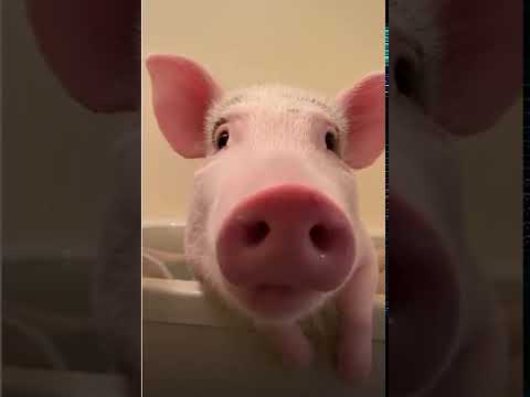 Смешные видео чуки чуки