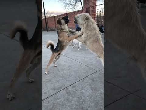 Alpha Dog King Charles Challenges Kingcharles