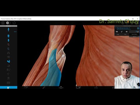 Upper Limb Cubital Fossa