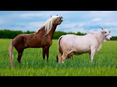 Animals Caught CROSS BREEDING Creating Whole New Species